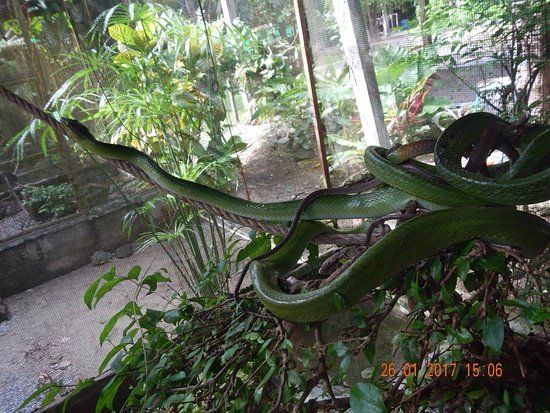 Snake Farm and Monkey School